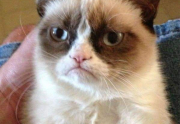 real estate meme - Grumpy Cat